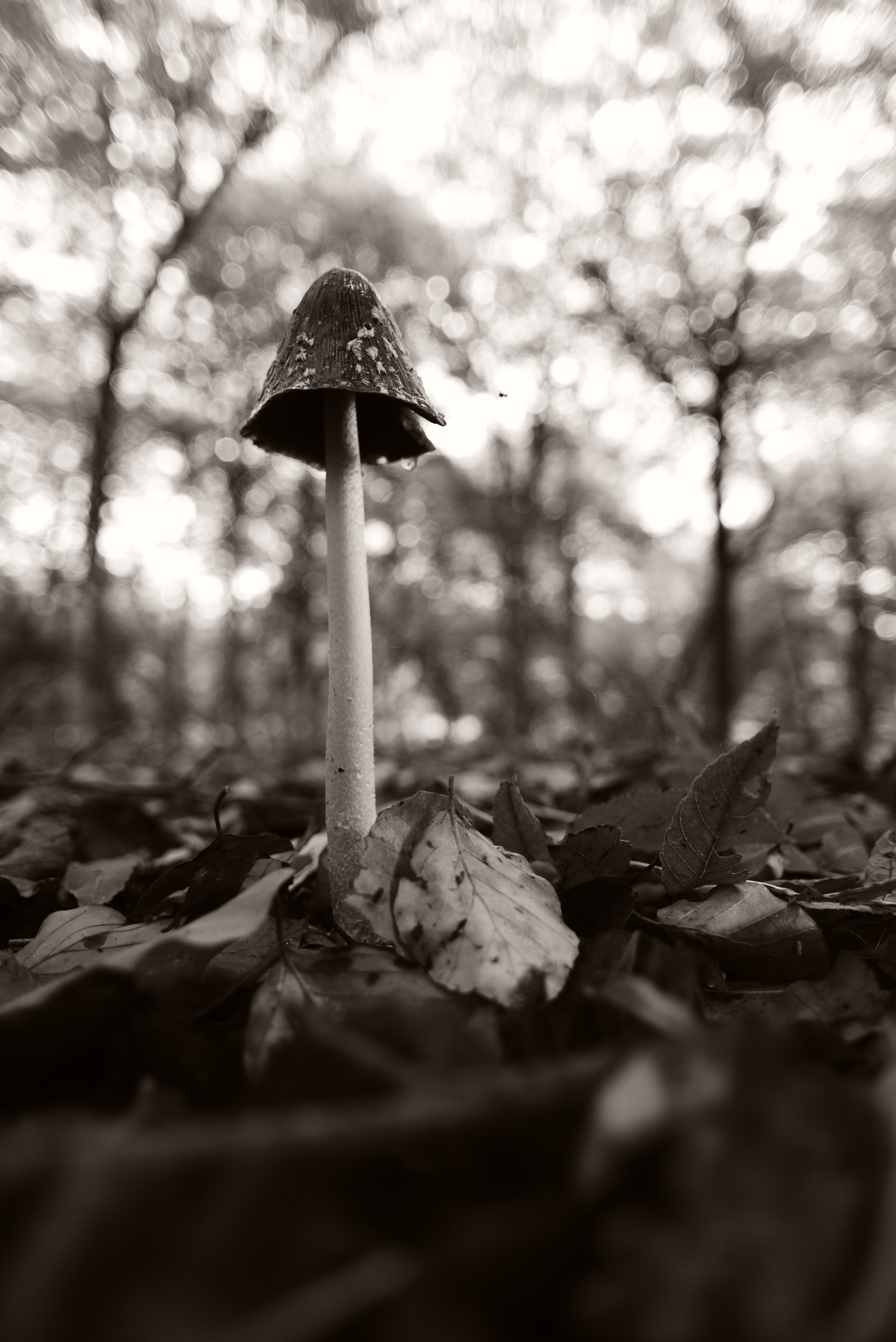Nikon D610 review sepia mushroom