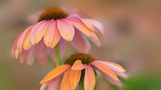 Photoshop tutorials: Blur Gallery