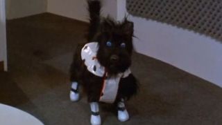 47 Rags The Dog