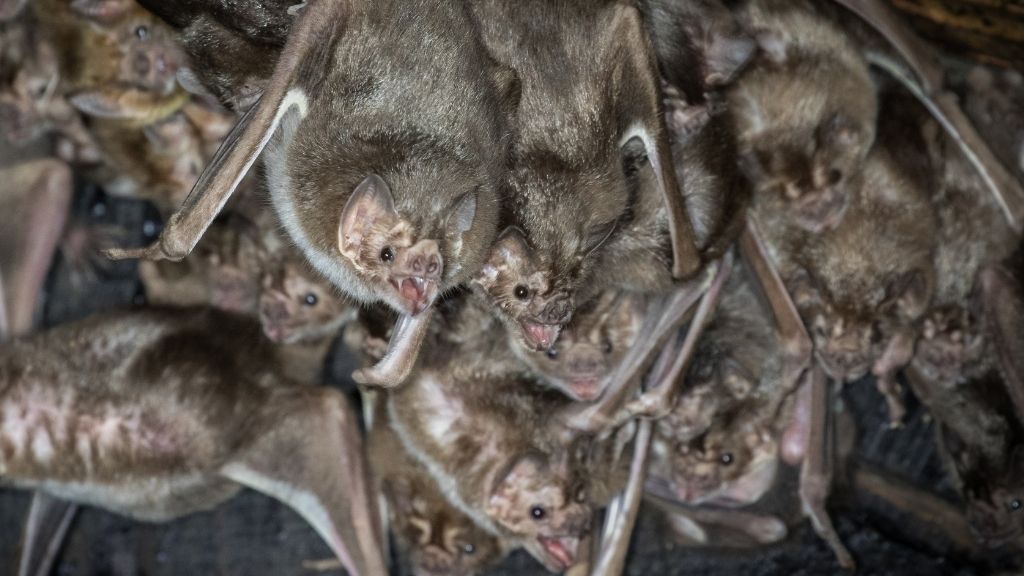 Vampire bats' 'lacking' genes would possibly perhaps well merely again them live on on all-blood eating regimen | DietDF thumbnail
