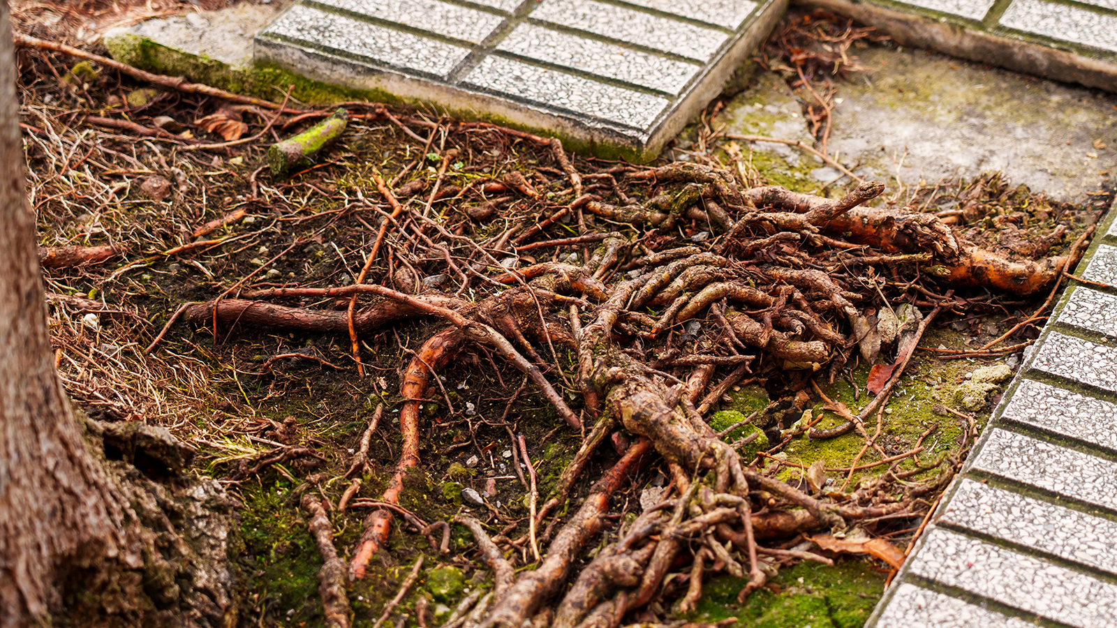 How To Kill Tree Roots Using Manual And Chemical Methods Homebuilding