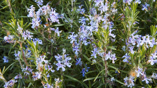 9 Plants That Repel Mosquitoes And Keep Them Away From Your Yard Tom