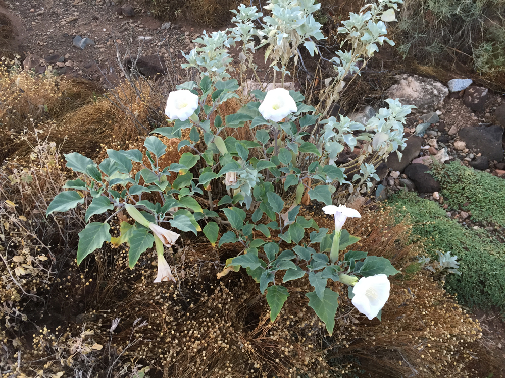 Sacred Datura Photos Of A Beautiful But Poisonous Plant Live Science