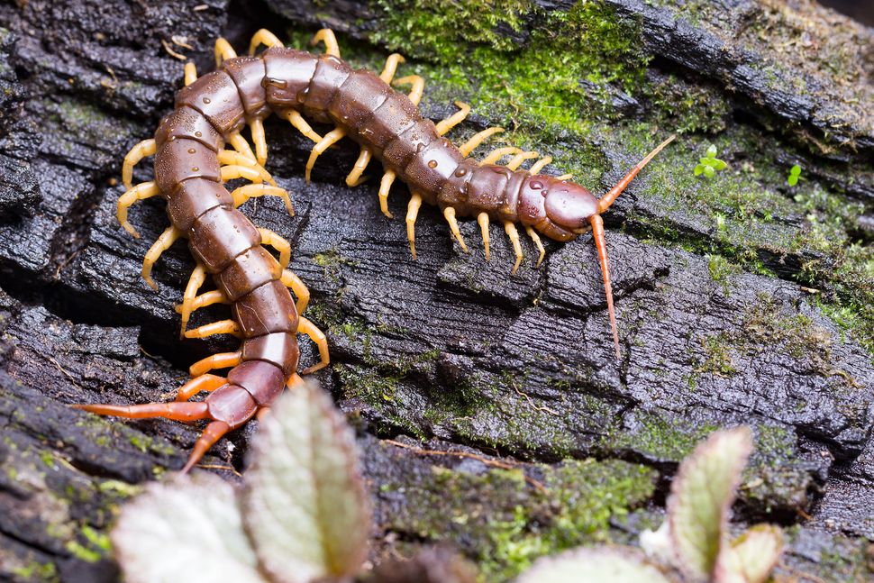 Centipedes And Millipedes Lots Of Legs What S The Difference Live