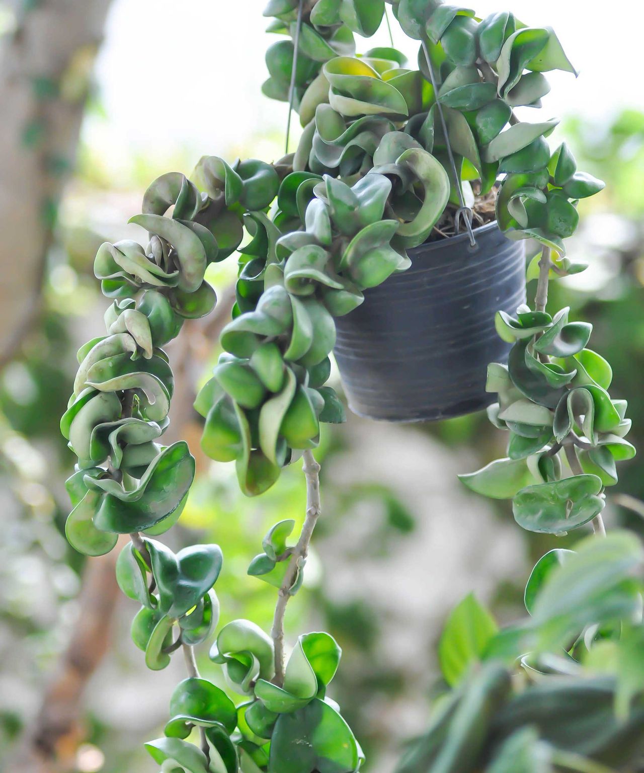 How To Propagate Hoya Get More Wax Plants With This Guide Homes