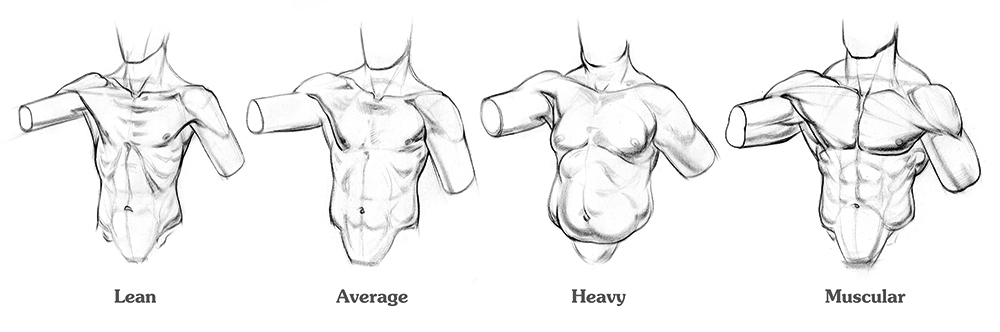 muscles of the body drawing