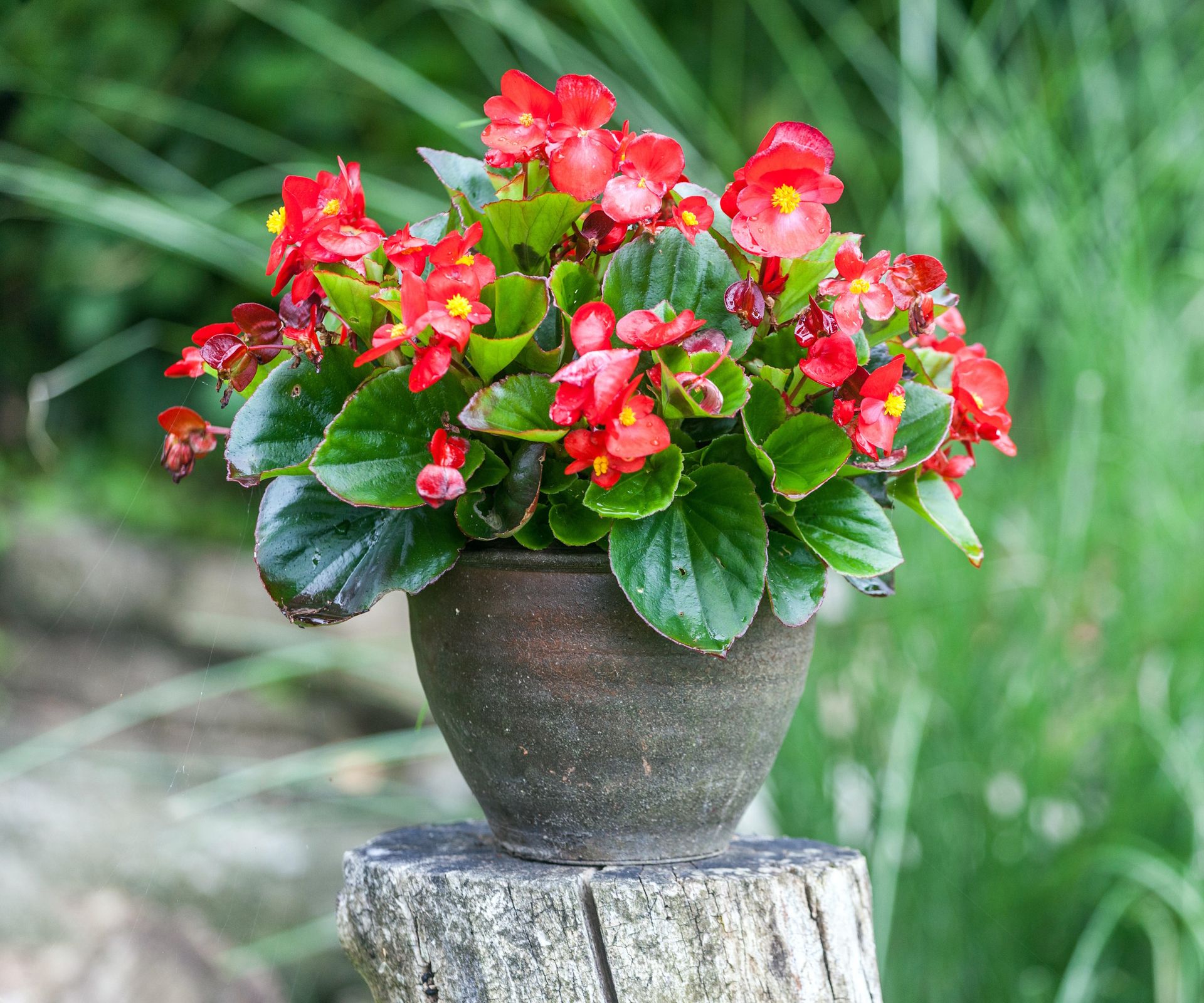 How To Grow Begonias In Pots 5 Expert Tips Homes Gardens