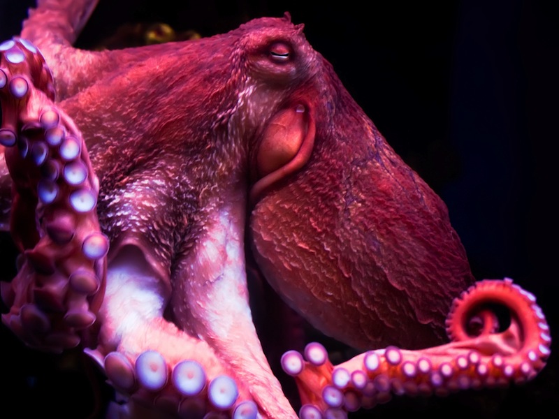 Octopuses may be terrifically smart because of this genetic quirk they share with humans