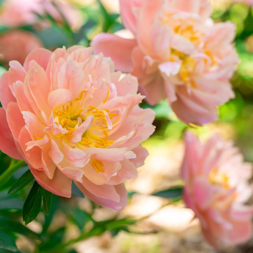 Tips Information About Peonies Gardening Know How