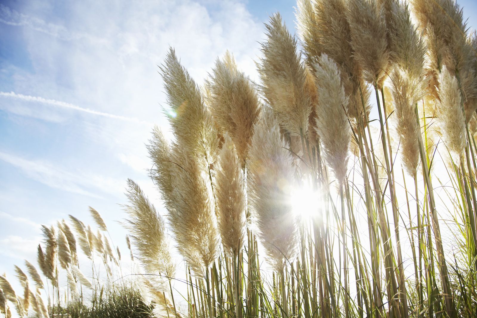 How To Grow Pampas Grass Homes Gardens