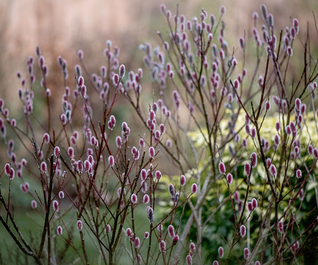 Pussy Willow Care Add A Touch Of Softness To Your Landscape