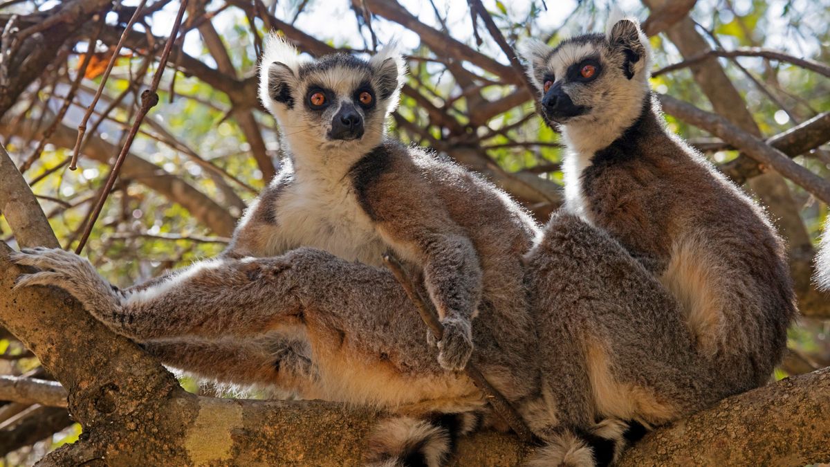 Lemurs: A diverse group of endangered primates