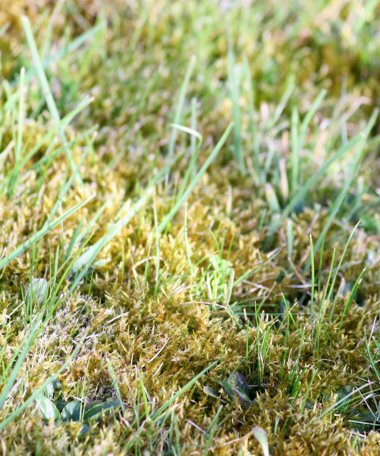 How To Get Rid Of Moss In Lawns 6 Simple Ways