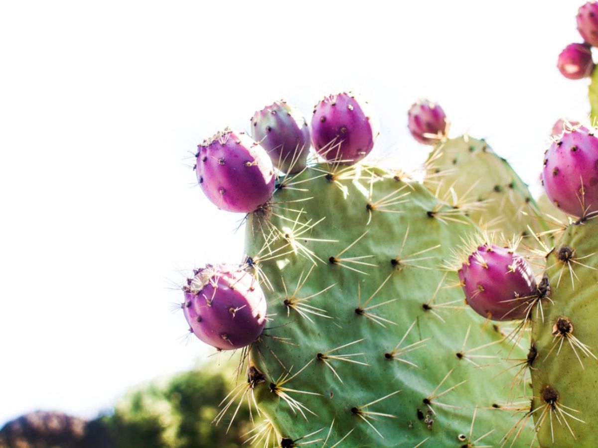 Phyllosticta Pad Spot On Cactus Plants Controlling Phyllosticta