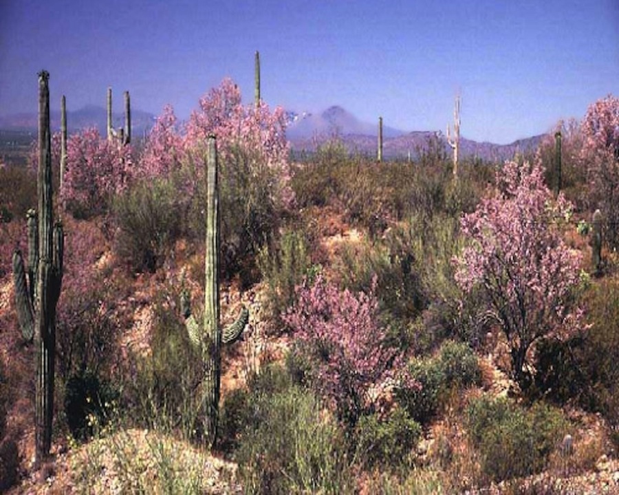 Flowering Beauty Photos Of Desert Ironwood Trees Live Science