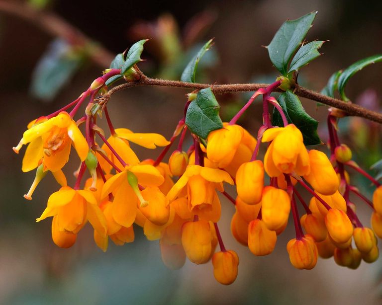 Barberry Care And Growing Guide How To Look After Berberis Gardeningetc