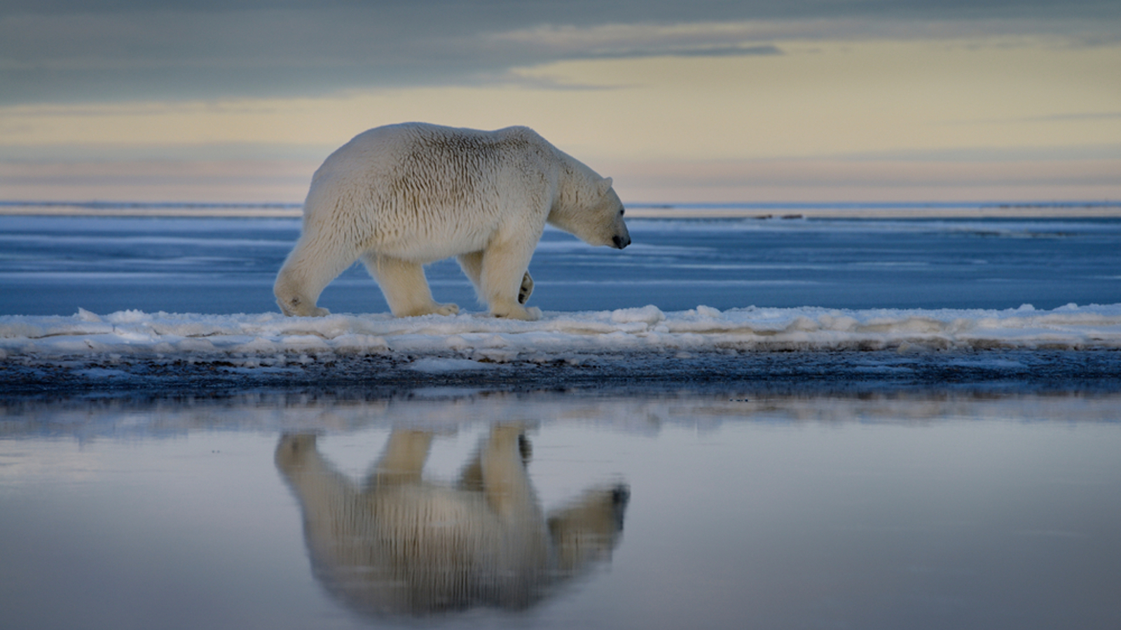 In 'extremely rare' attack, polar bear killed mother and child in Alaska. Now we know why.