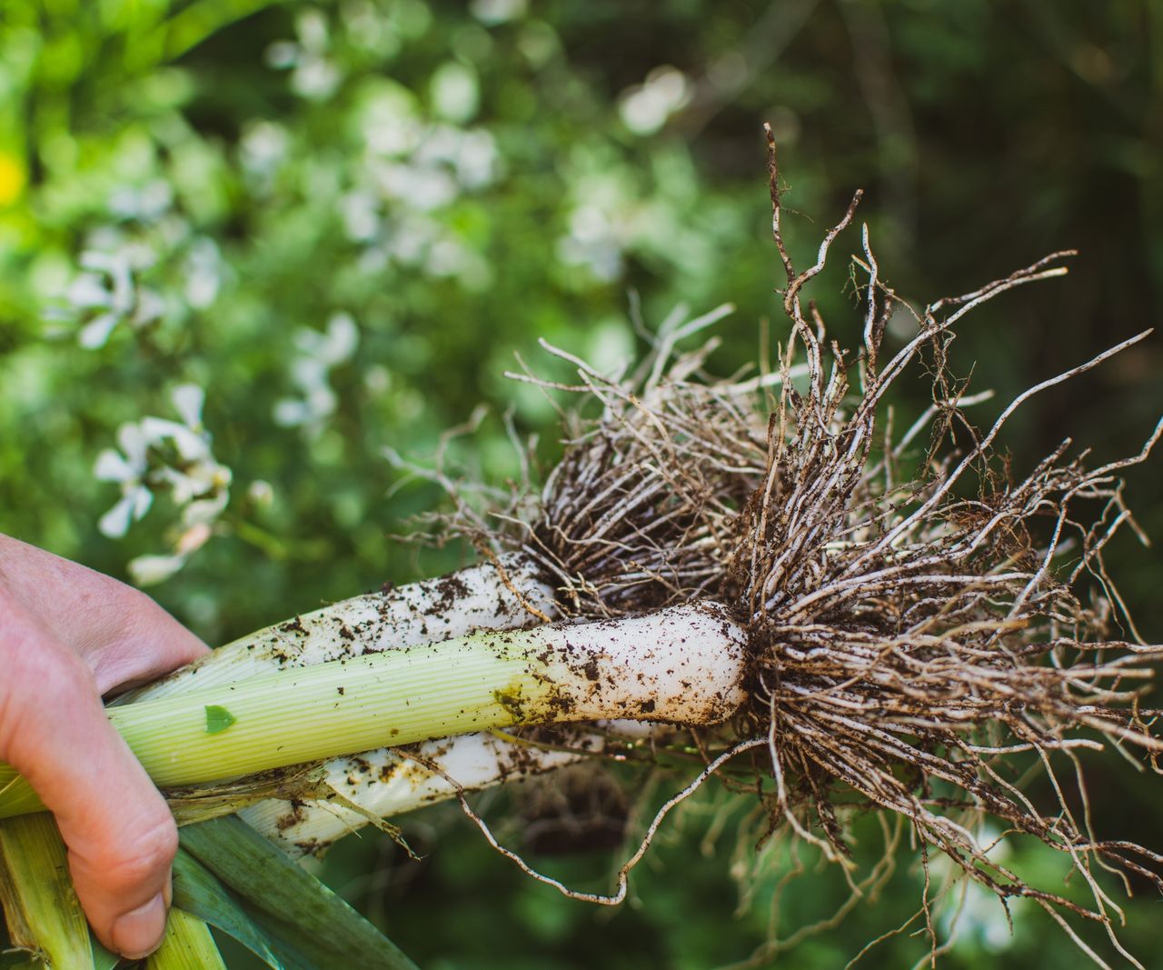 How To Regrow Leeks In 6 Simple Steps With Expert Tips Homes Gardens