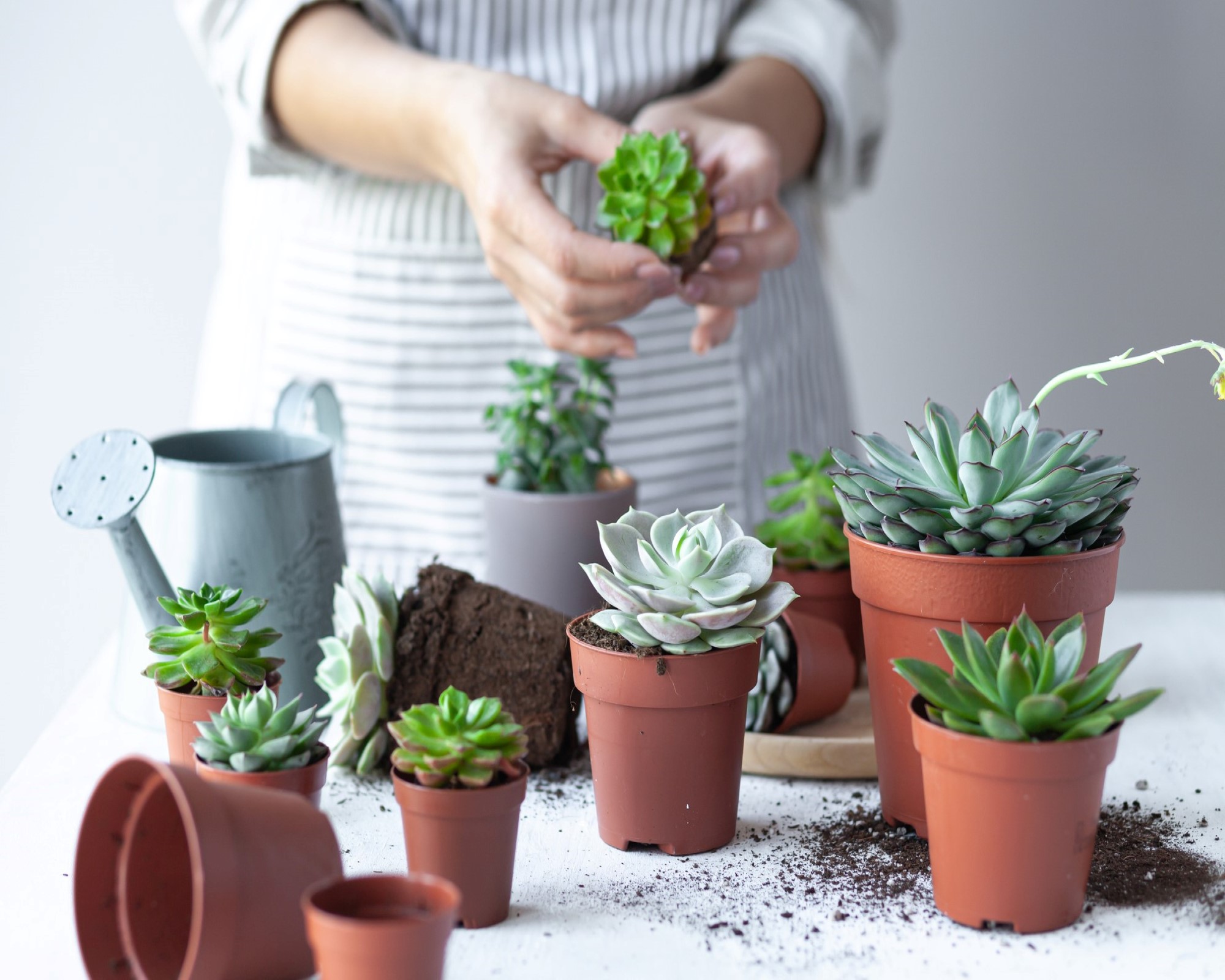 How To Revive A Succulent In Easy Steps Gardeningetc