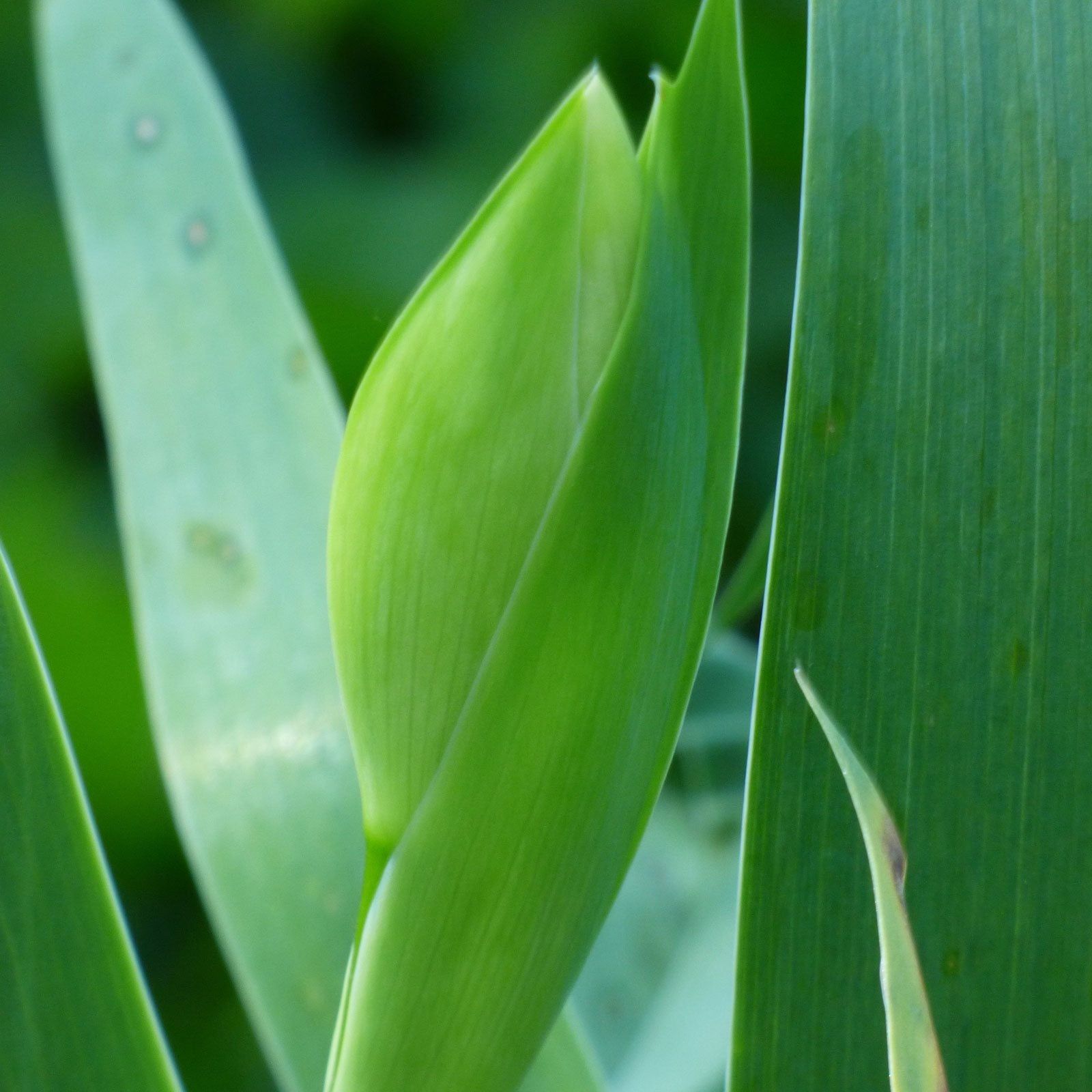 Why Are My Irises Not Blooming Reasons For Irises Not Blooming Well