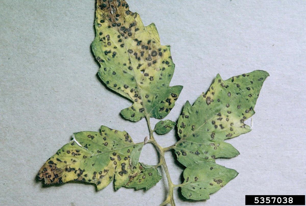 Septoria On Tomato Leaves Tips For Treating Septoria Leaf Spot