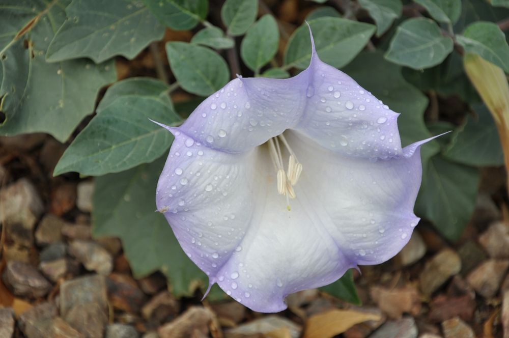 Sacred Datura Photos Of A Beautiful But Poisonous Plant Live Science