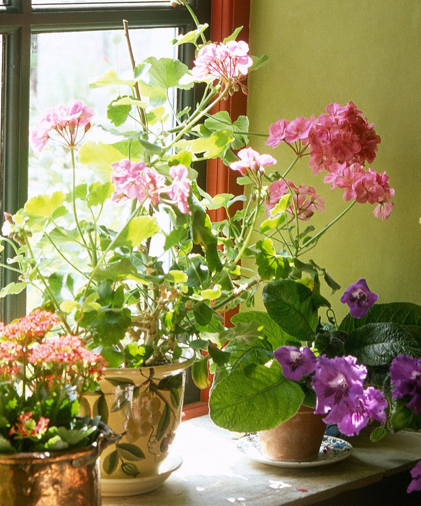 Best Indoor Flowering Plants Pretty Blooms To Grow Homes Gardens