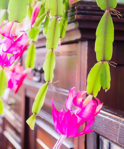 Common Christmas Cactus Pests And Expert Ways To Treat Them Homes