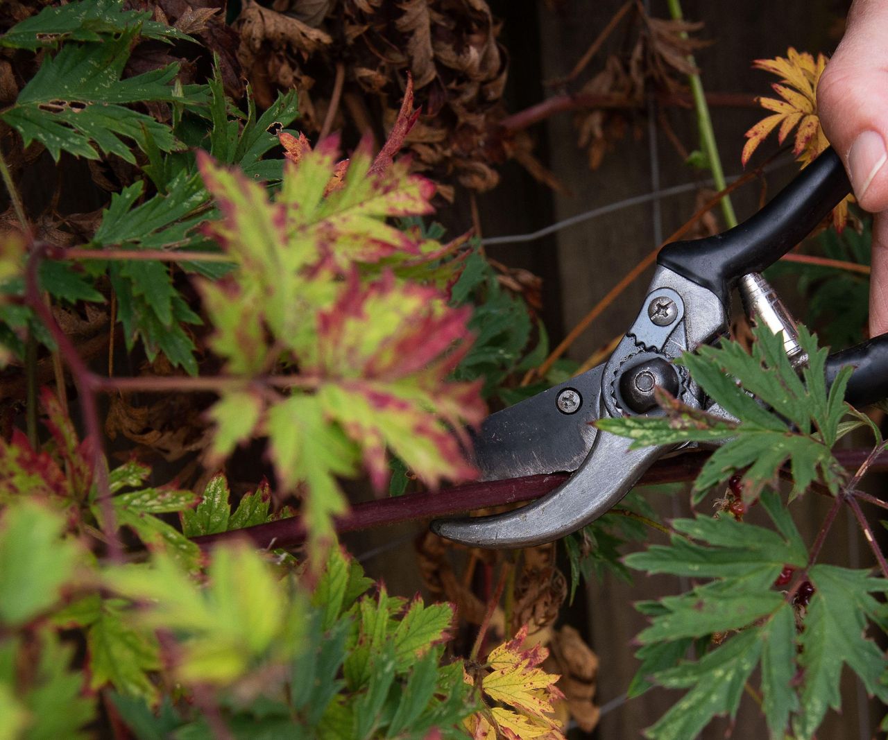 When To Prune Blackberries Expert Tips For A Healthy Plant Homes