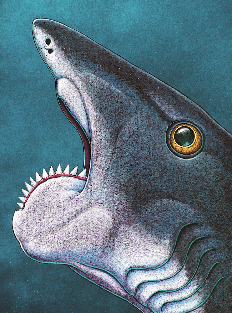 Toothy Spiral Jaw Gave Ancient Sea Predator An Edge Live Science