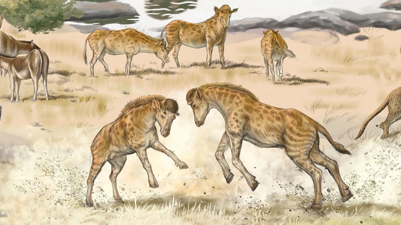 Short-necked giraffe relative discovered in China. It used its helmet head to bash rivals.