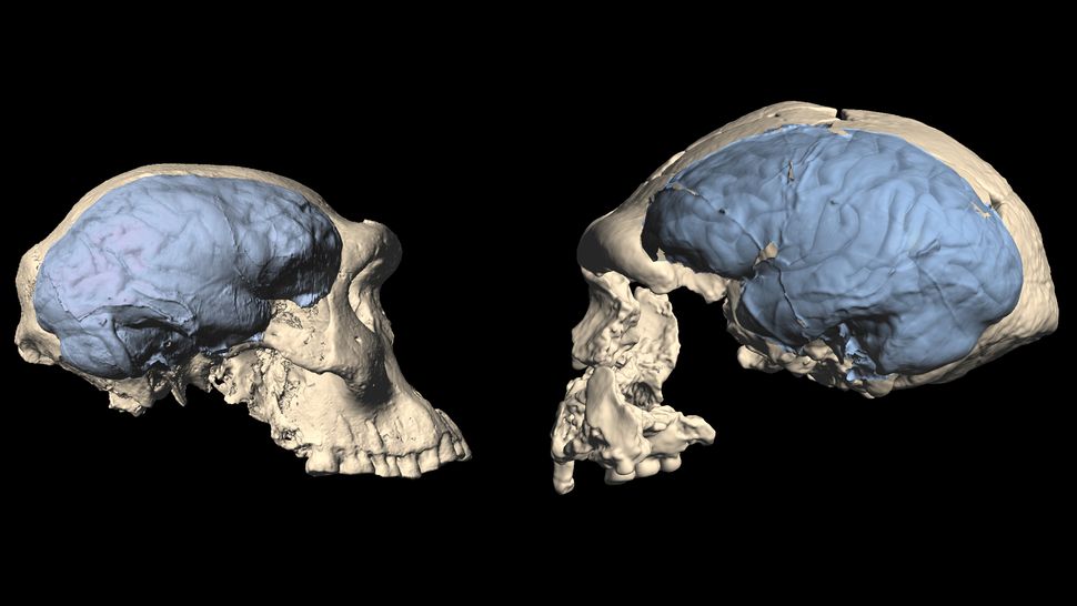 First Homo Species Left Africa With Ape Like Brains Live Science