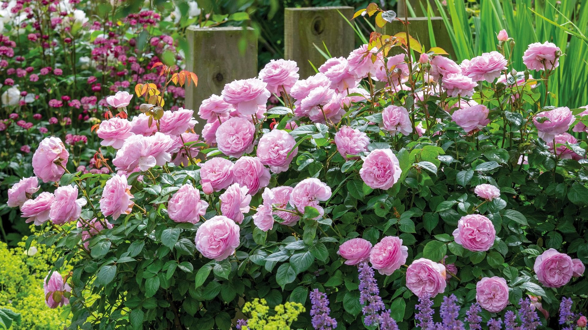 Роза Оливия Роуз в саду