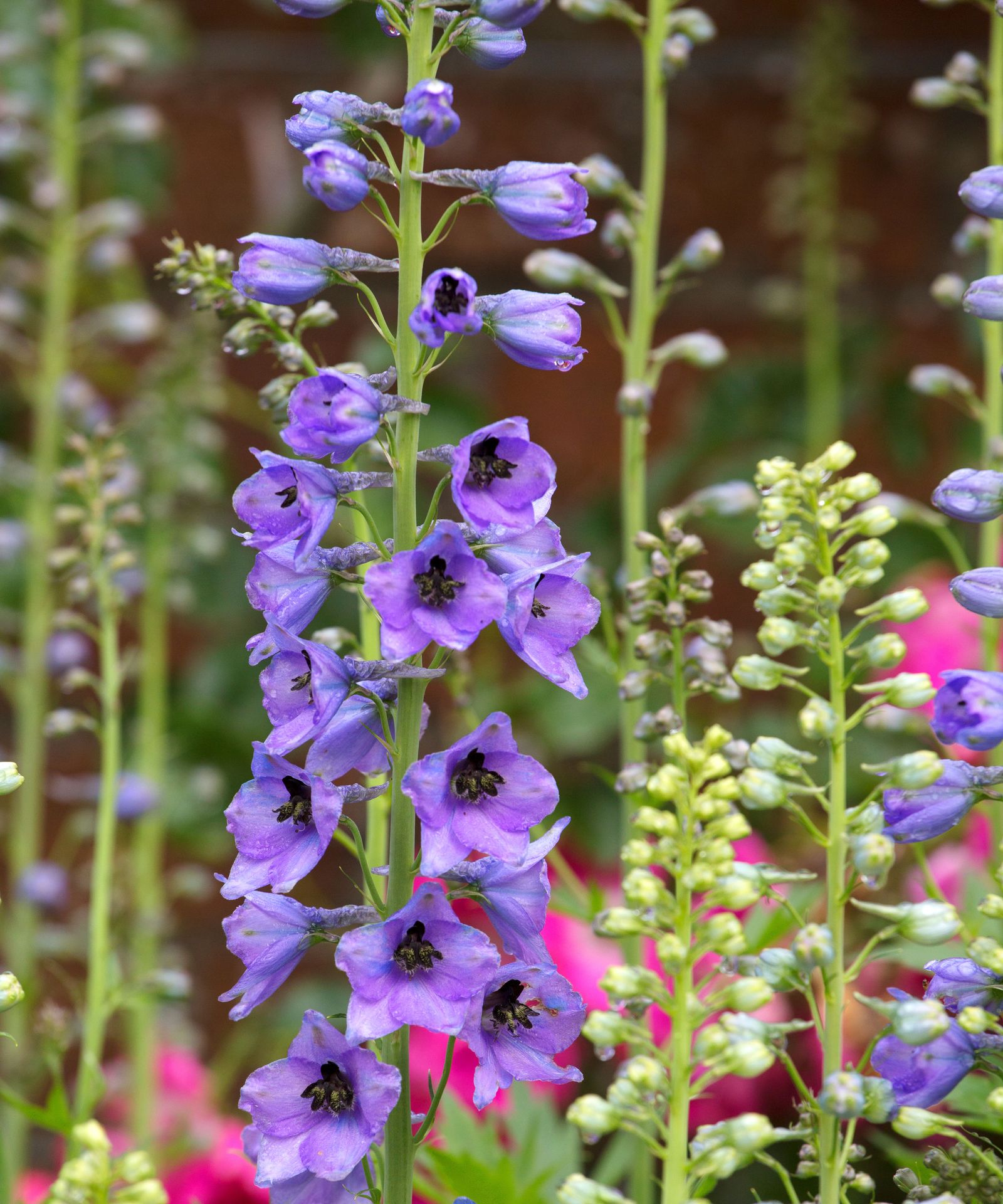 How To Grow Delphiniums From Seed Homes Gardens