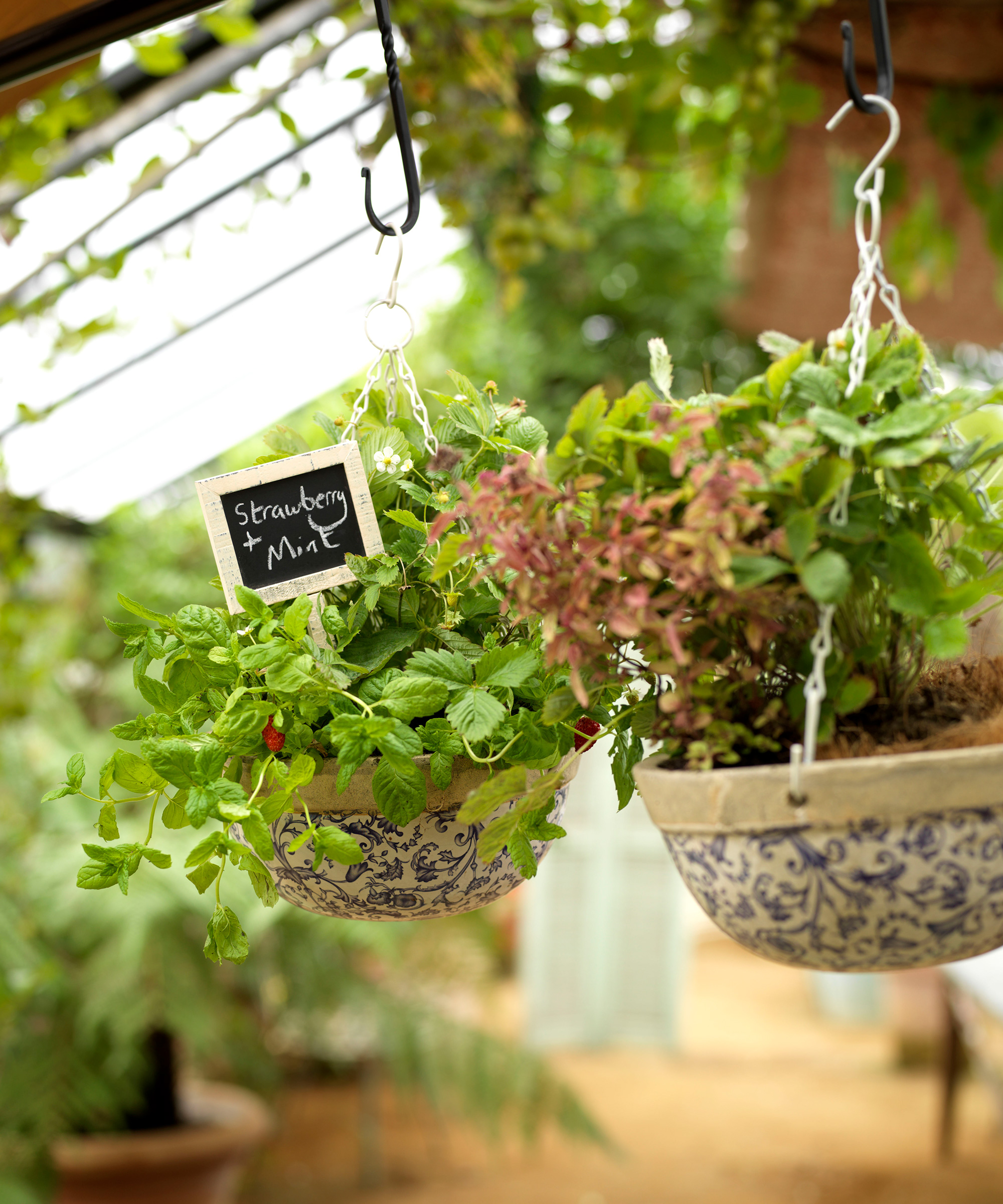 Strawberry Companion Plants What To Grow With This Fruit Homes Gardens