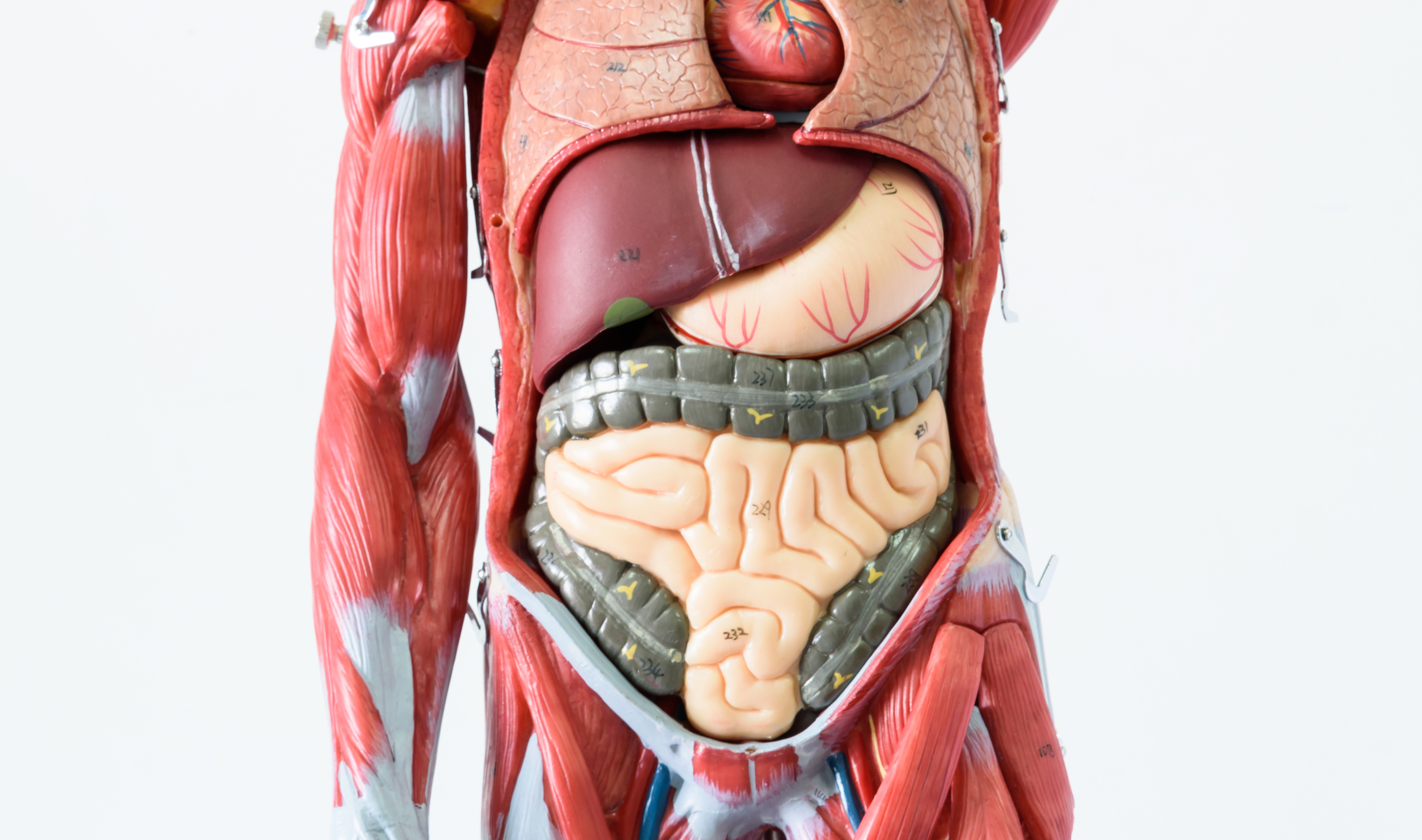 Parts Of The Human Body Organs