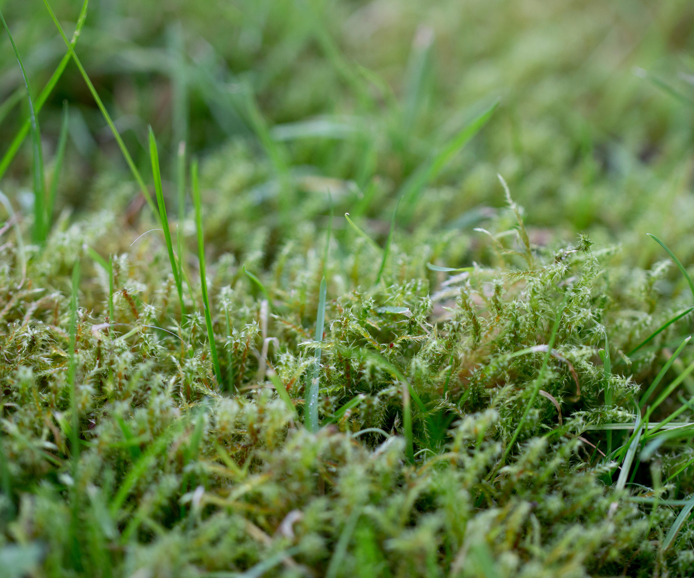 How To Get Rid Of Moss In Lawns Top Tips From The Experts Homebuilding