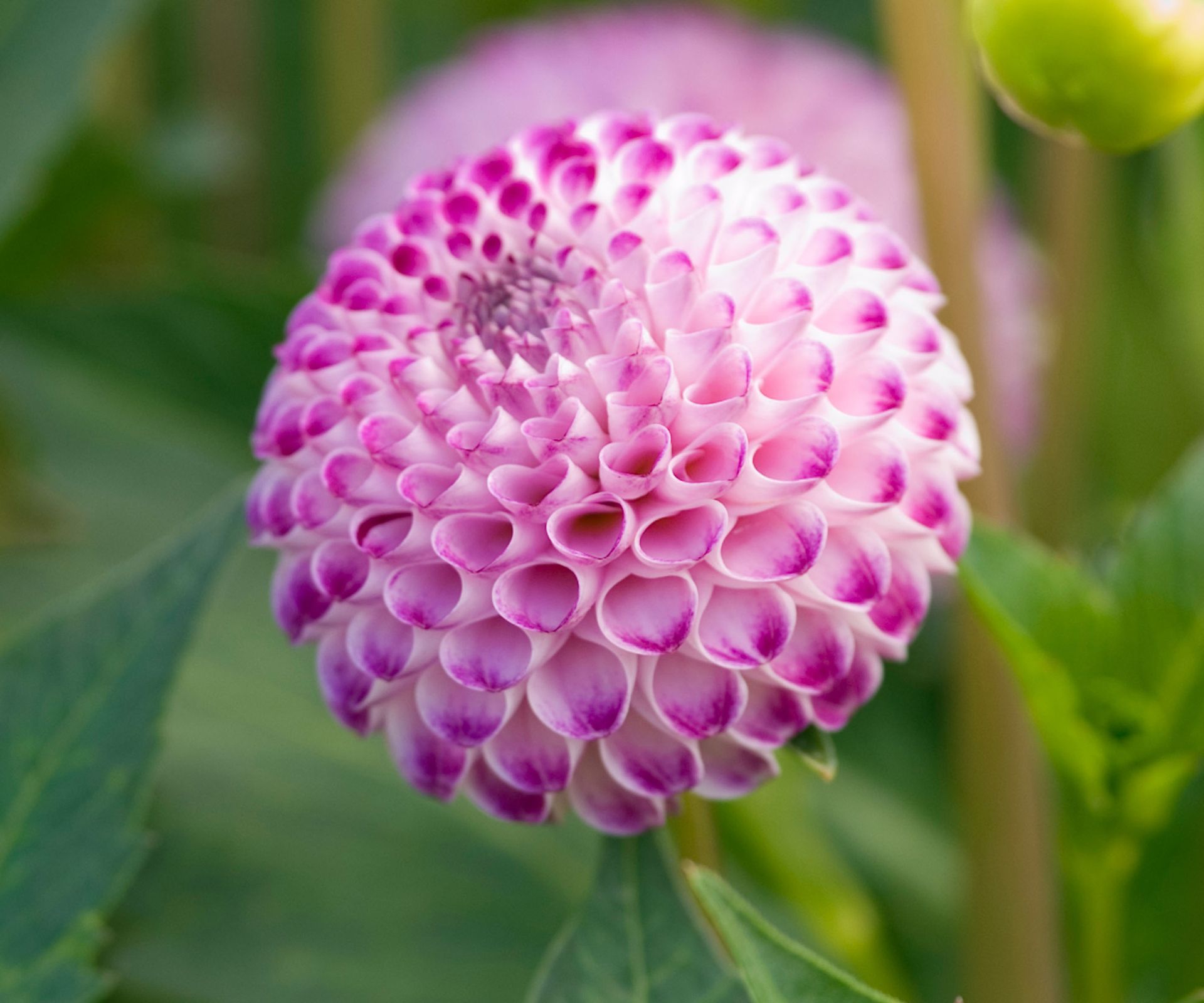 Types Of Dahlias 16 Showstoppers For Beds And Borders Homes Gardens