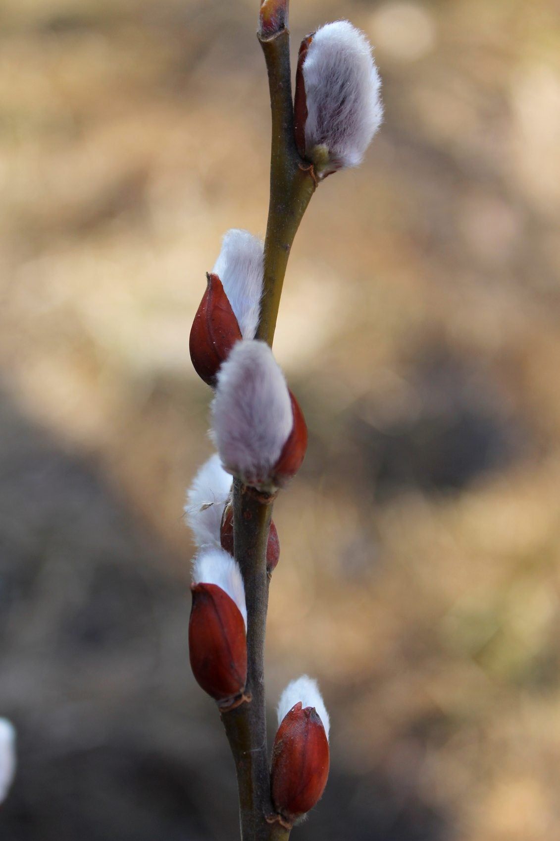 No Catkins On Pussy Willow What To Do About Pussy Willow Not