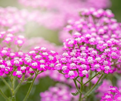 Best Plants For A Green Roof Options To Try Homes Gardens