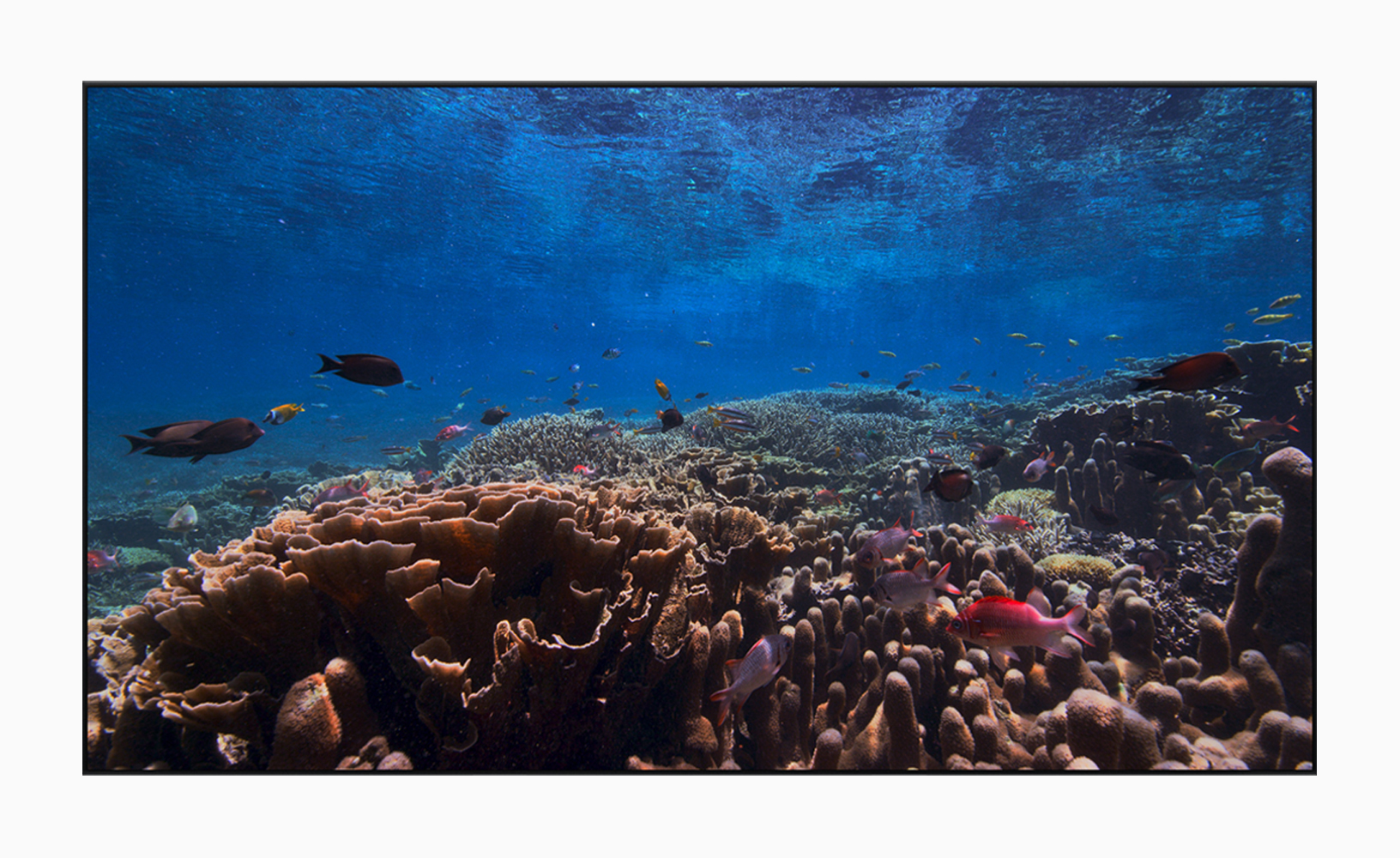 Apple TV's stunning new undersea screensavers