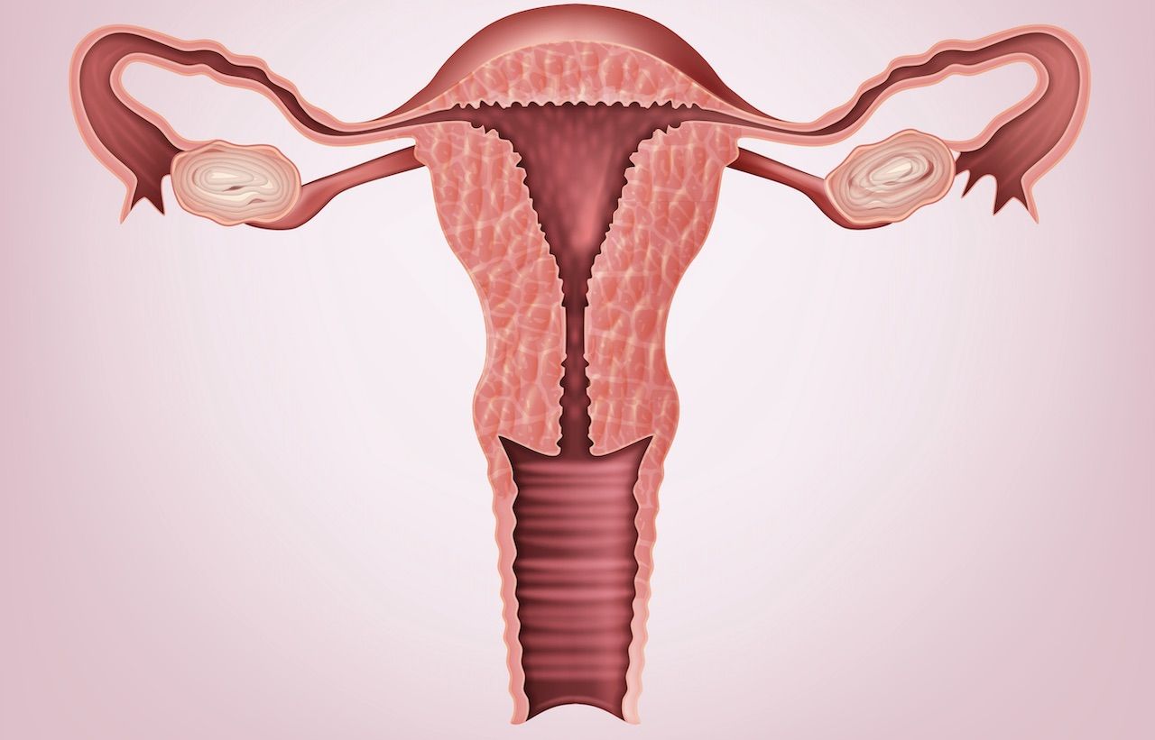 7 Facts About The Vagina Live Science