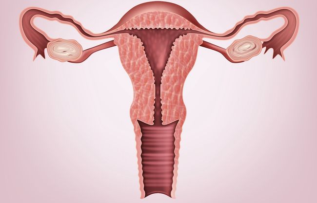 7 Facts About The Vagina Live Science