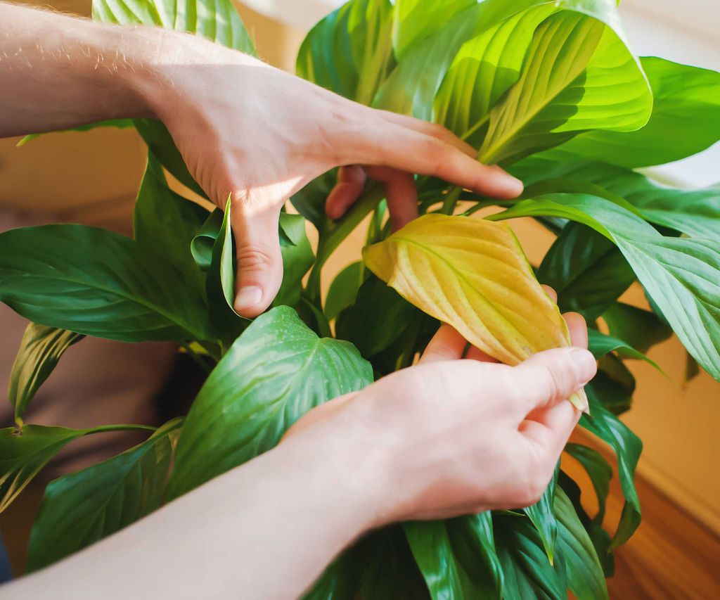 How To Prune A Peace Lily A Quick And Easy Guide Homes Gardens