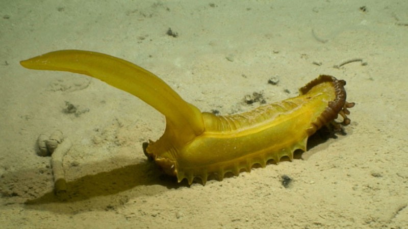 Gummy squirrel' found in deep-sea abyss looks like a stretchy half-peeled  banana | Live Science