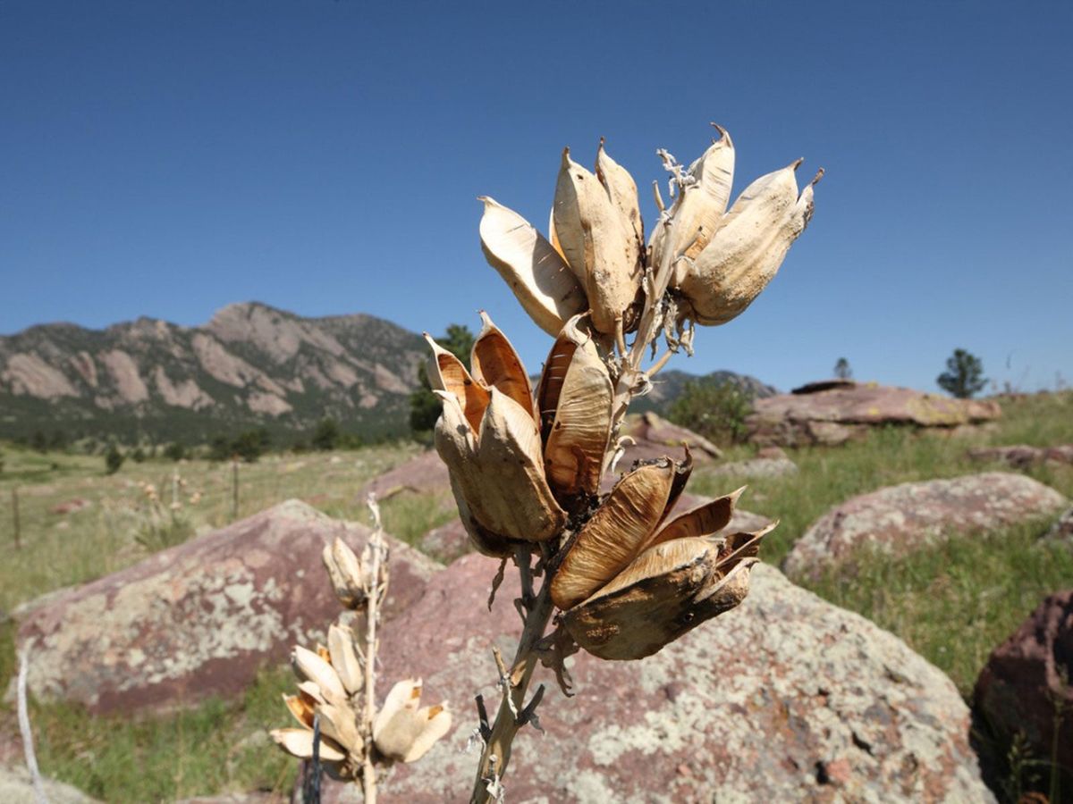 Yucca Plant Pod Info Propagating Seed Pods On Yucca Gardening Know How