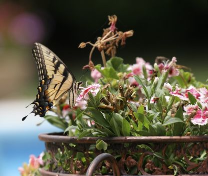 Butterfly Container Garden Ideas Tips For Creating Butterfly