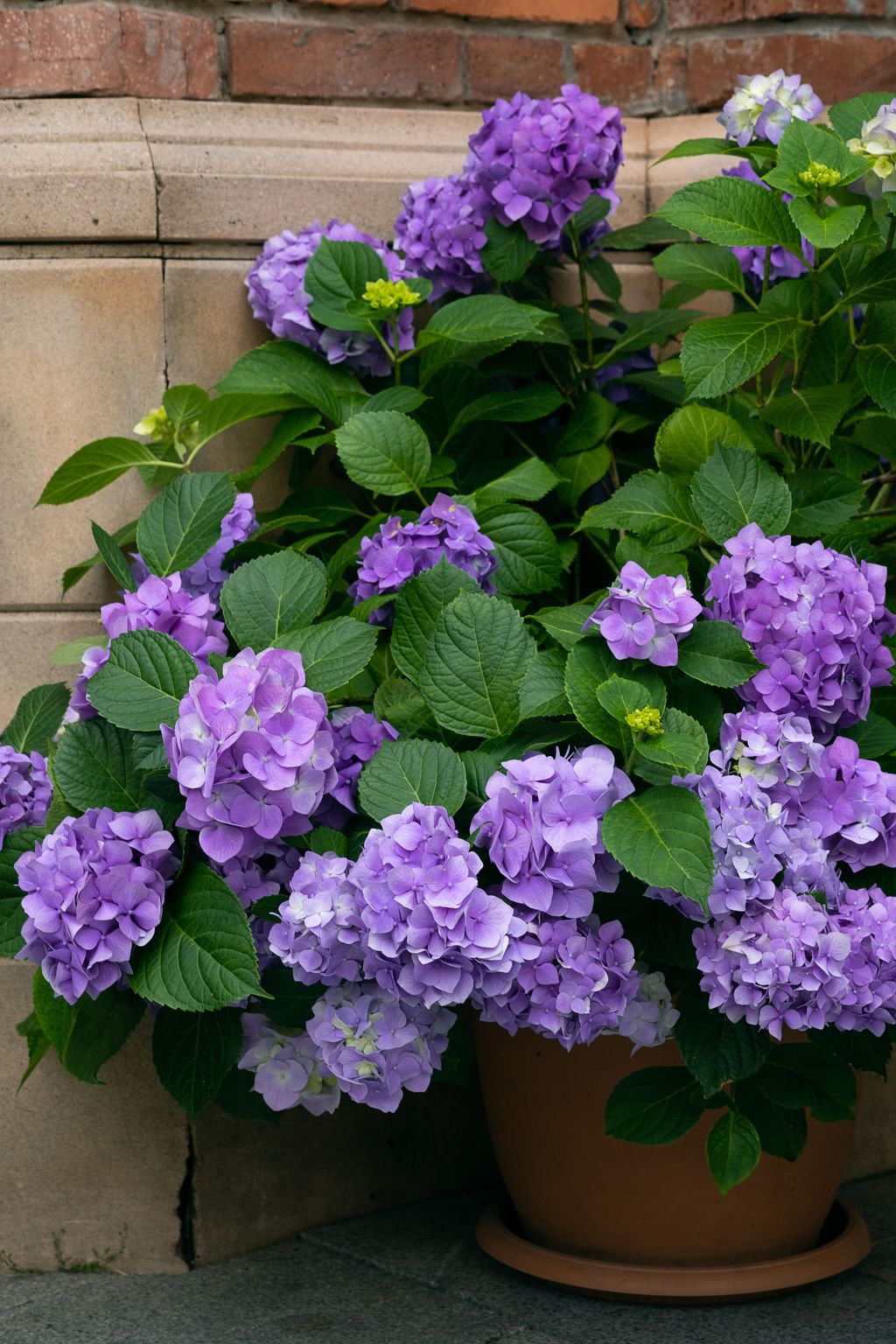 The Best Shrubs For Containers 6 Options Perfect For Pots Livingetc