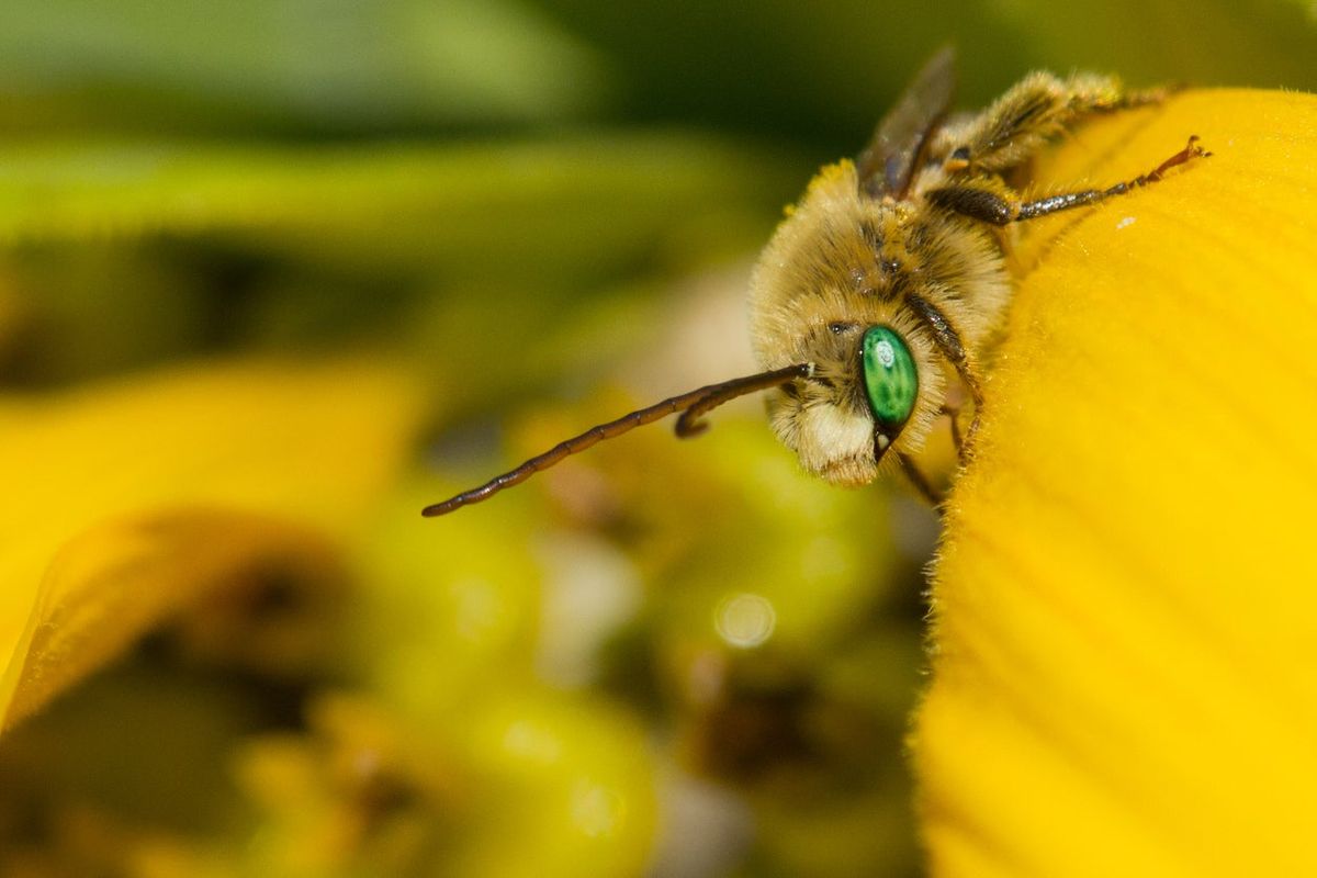 Attracting Native Pollinators How To Help Native Pollinators In South