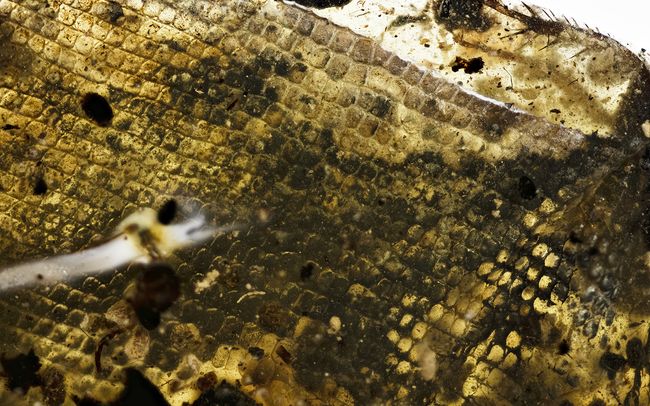 Oldest Fossil Of A Baby Snake Discovered Trapped In Amber Tomb Live